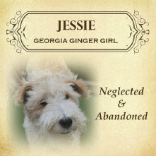 Craigslist wire fox store terrier