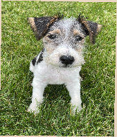 rescue_website007010.jpg