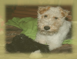 rescue_website008005.jpg