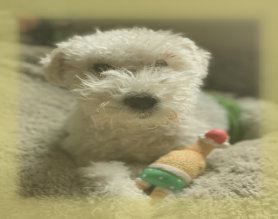 rescue_website010013.jpg