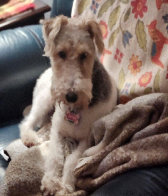 Wire Fox Terrier Rescue Midwest Adoption Gallery 2